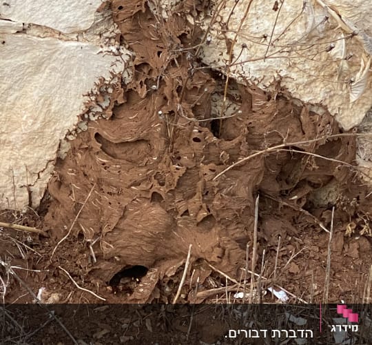 קן טרמיטים על קיר אבן עם צמחייה יבשה סביבו